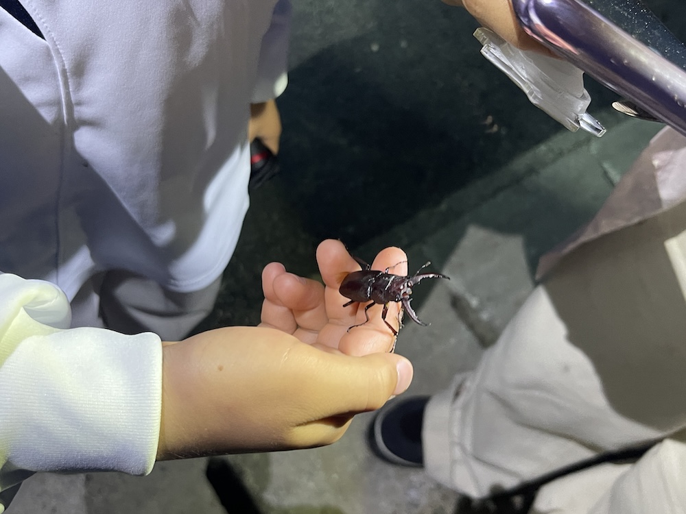 道端で見つけたサキシマヒラタクワガタ