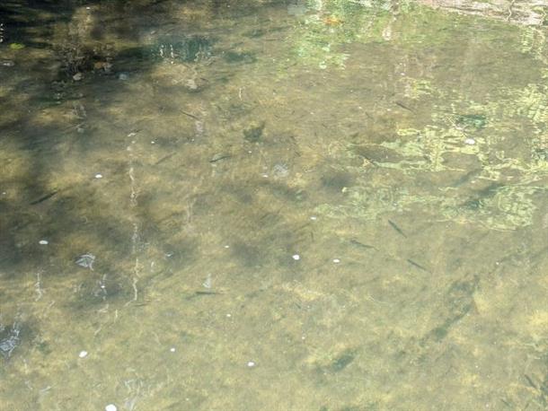 川を泳ぐ魚を見られることも