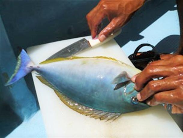 釣りたての魚！
