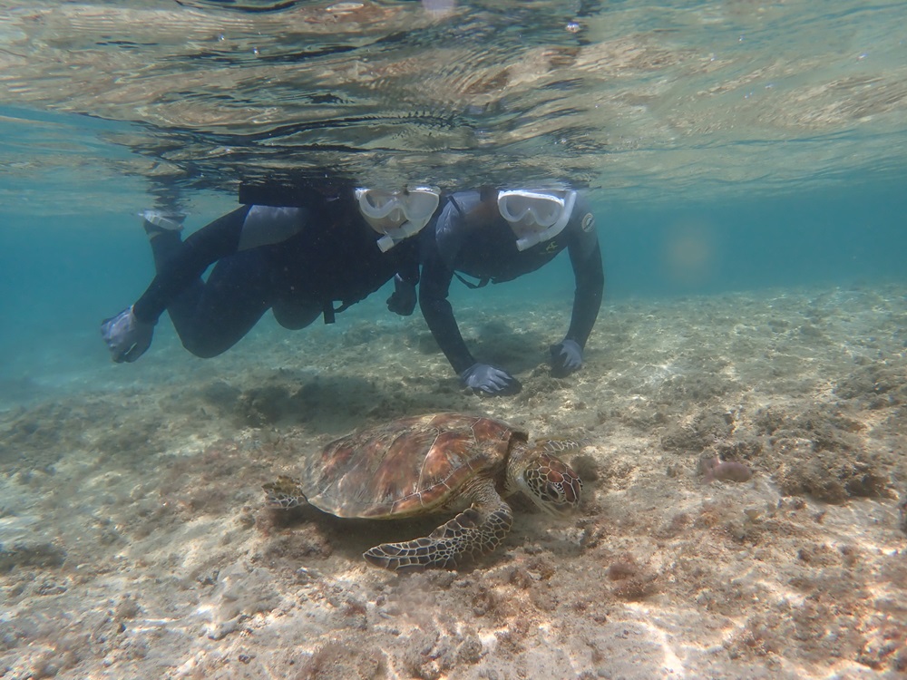 ウミガメさん浅瀬にいれば近くで泳げます♪