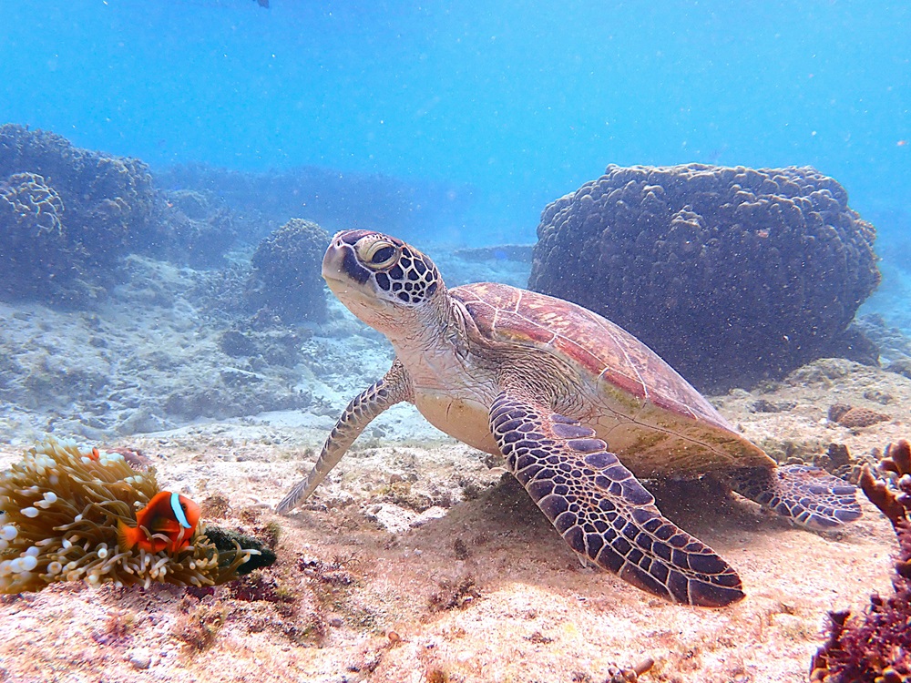 ★初心者向け★天然水族館ツアー
