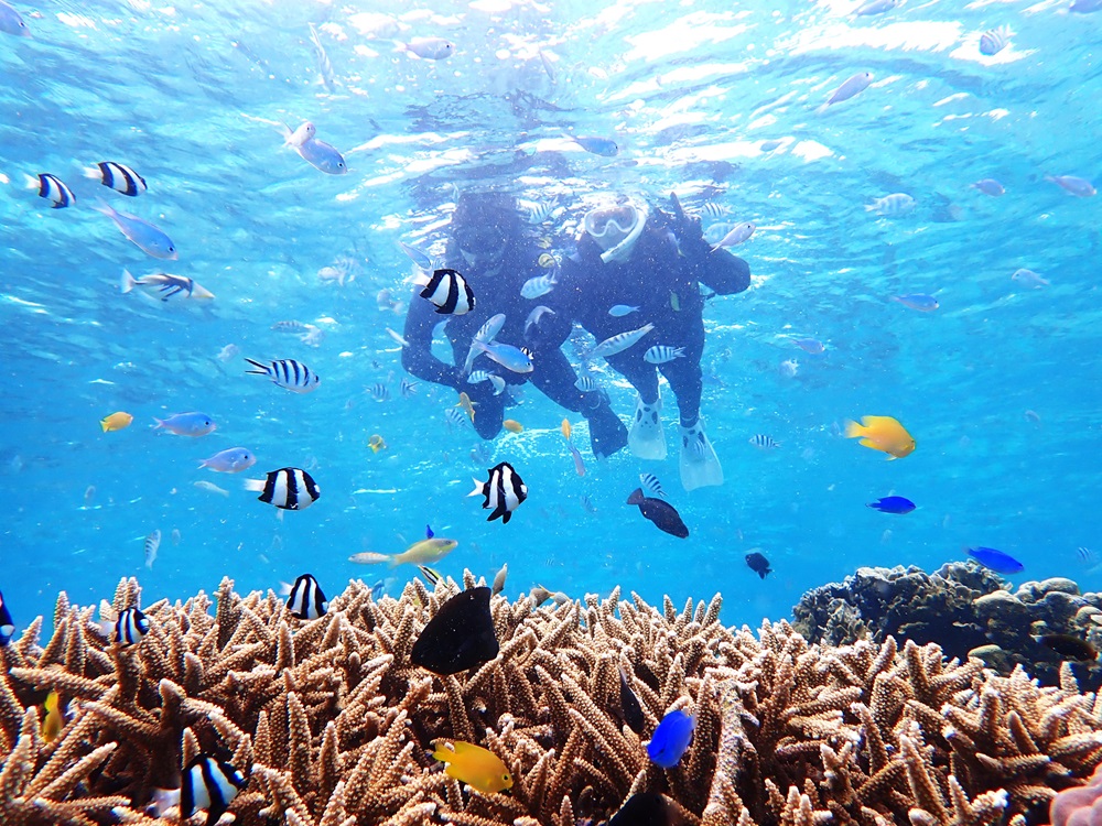 カラフルなお魚たくさん