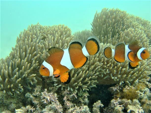透明度抜群の海で体験ダイビング