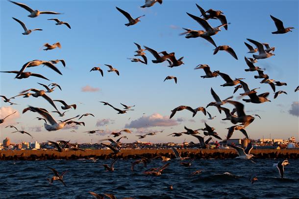 海鳥たちへのもぐもぐタイム