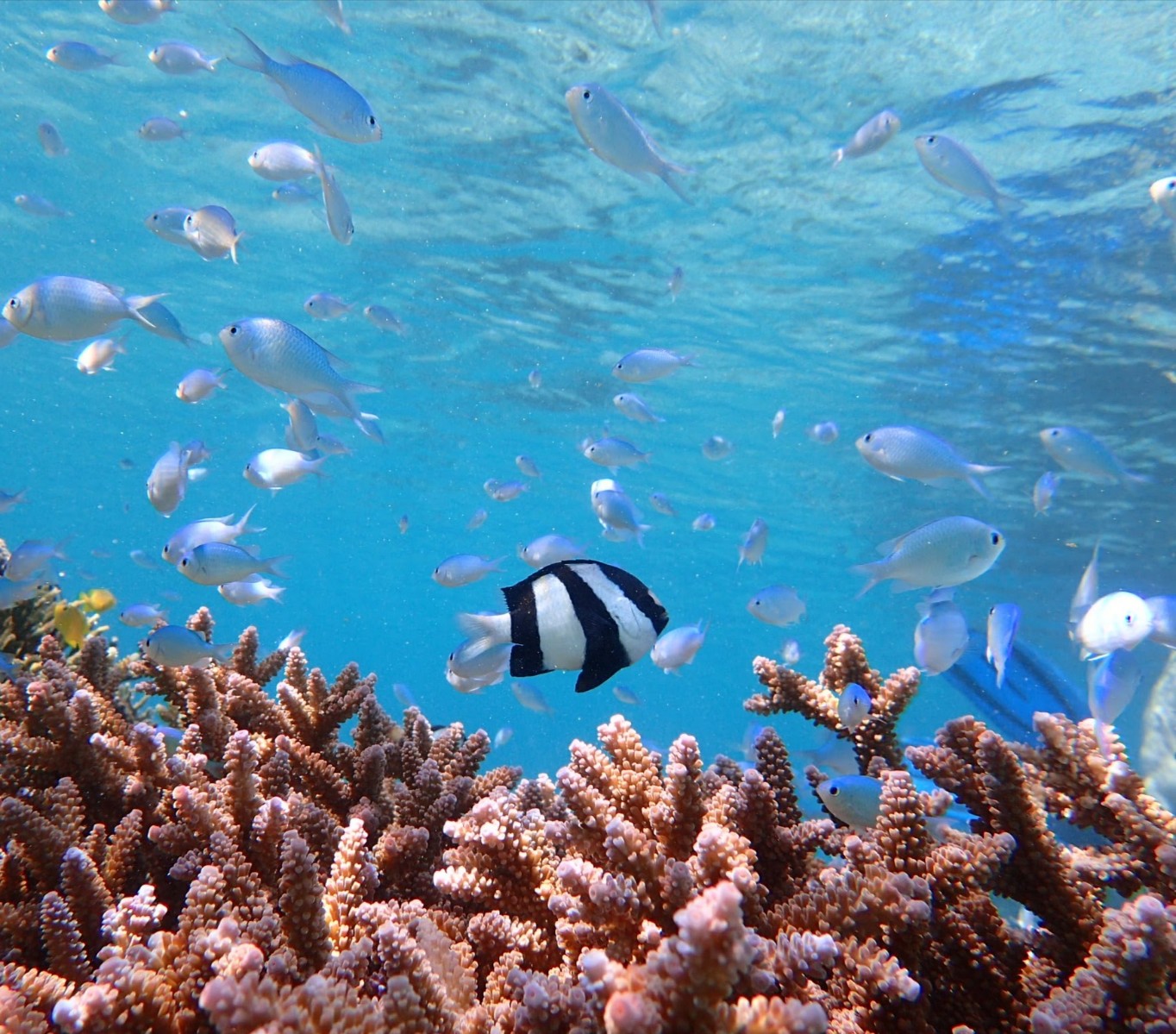 綺麗なサンゴ礁や熱帯魚もも可愛いですね
