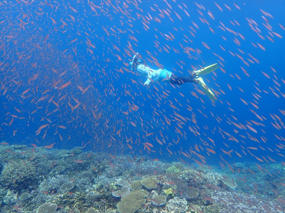 熱帯魚に囲まれることも！