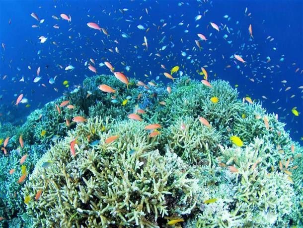 サンゴ礁と熱帯魚の宝庫