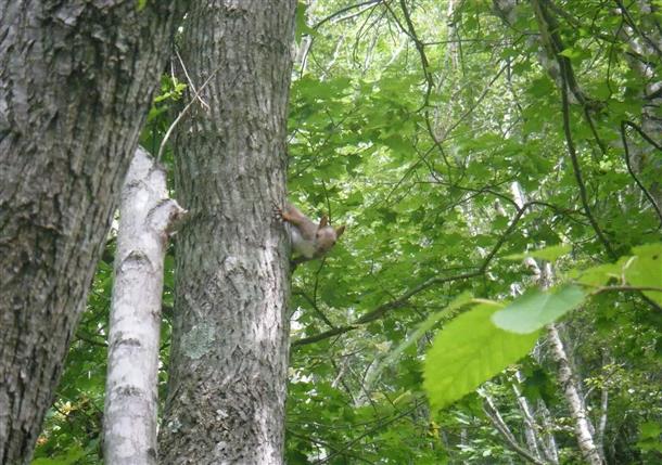 野生動物に遭遇できるかも！？