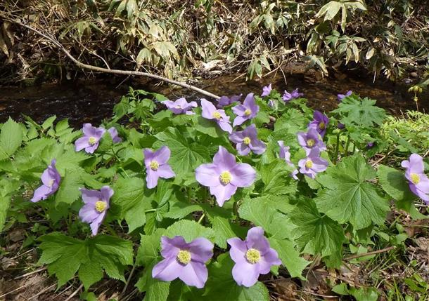 約400種以上の自生の草花を観察