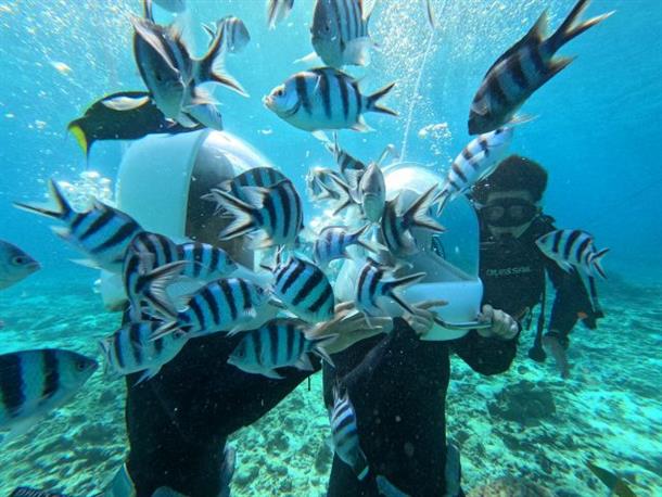 魚たちと遊ぼう！