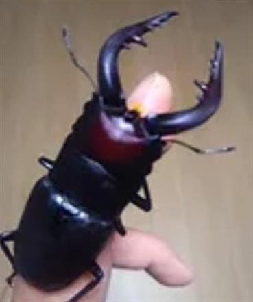 昆虫採集プラン