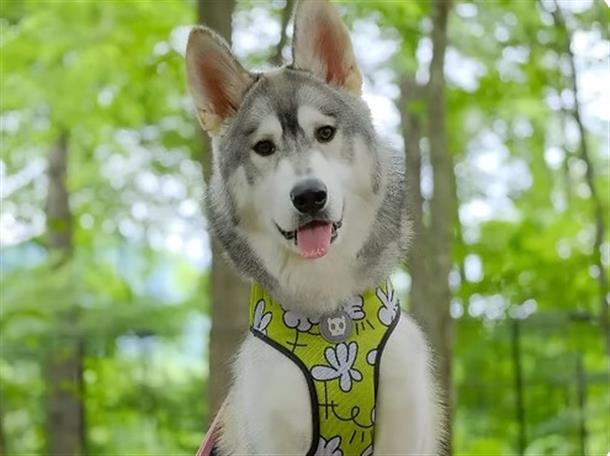 可愛い犬達がお待ちかね！ペット同伴可能。