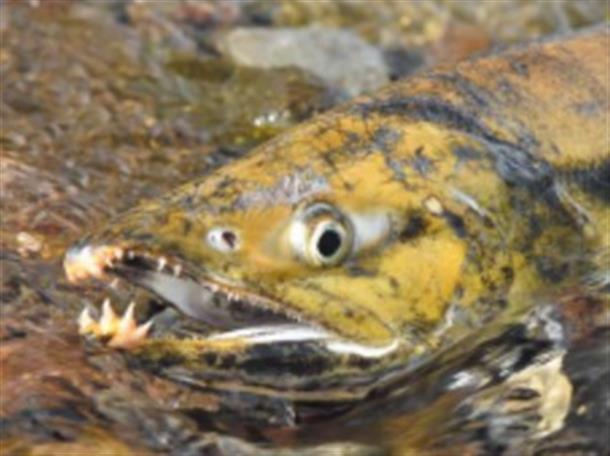 鮭の遡上を見ませんか？