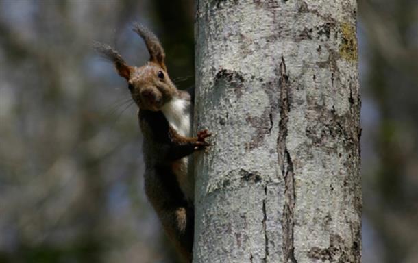 いろんな動物たちがお出迎え