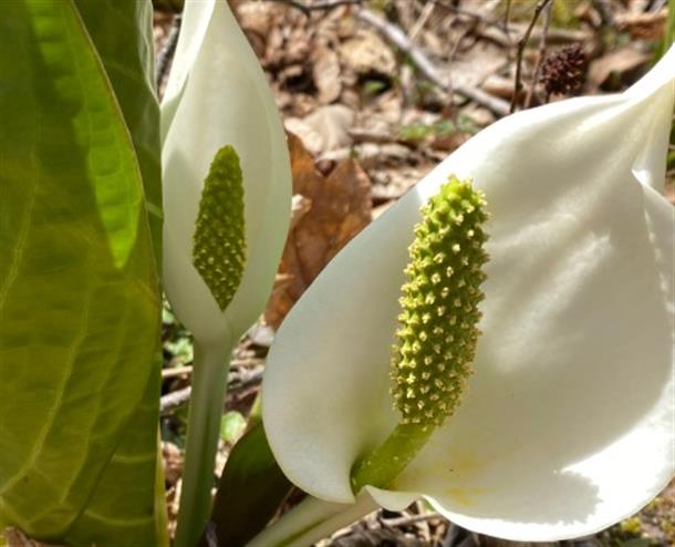 季節に応じた植物も