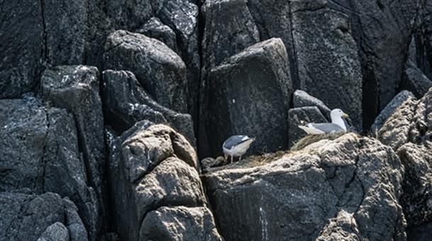 カモメなどの海鳥を観察