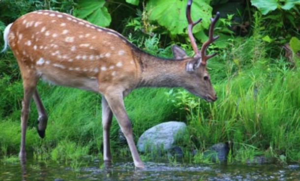 水面からシカが見えることも