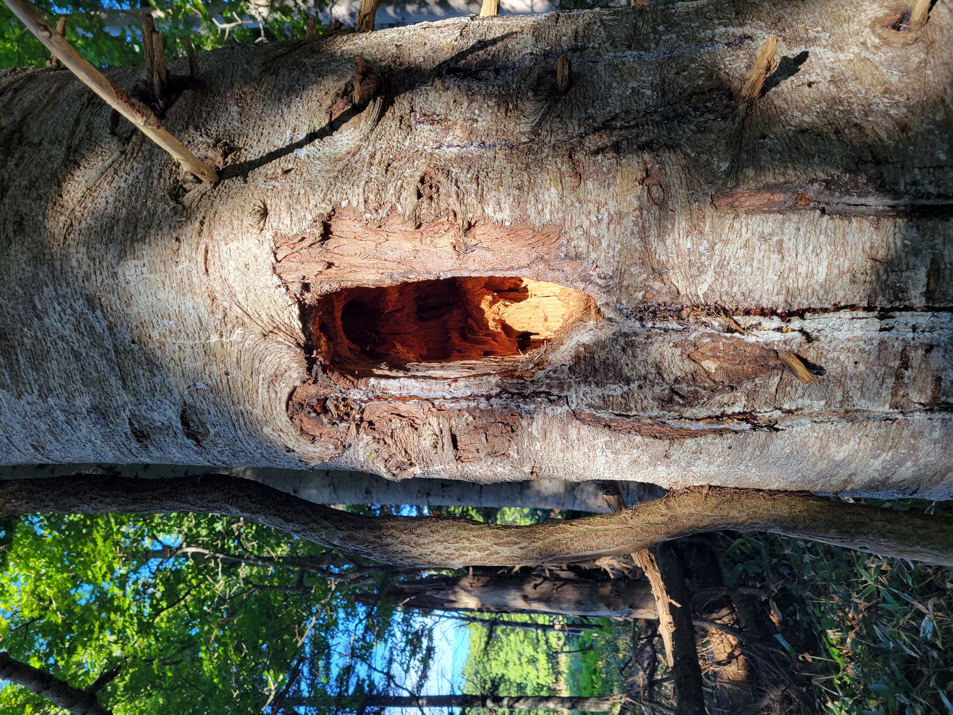 キツツキの開けた穴