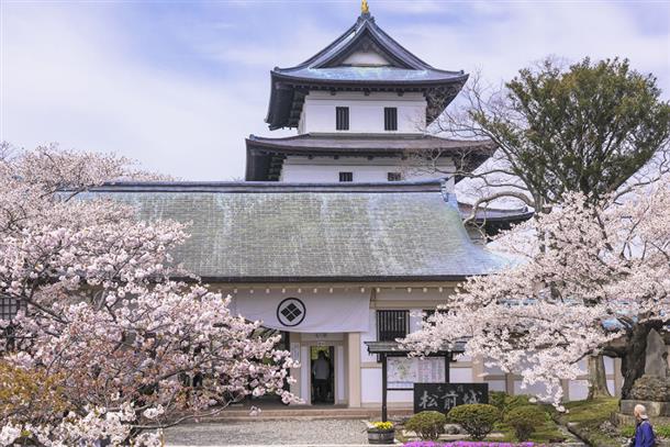 一度見て欲しい松前城の桜