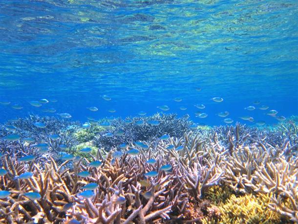 浅瀬の絶景サンゴポイントへご案内！