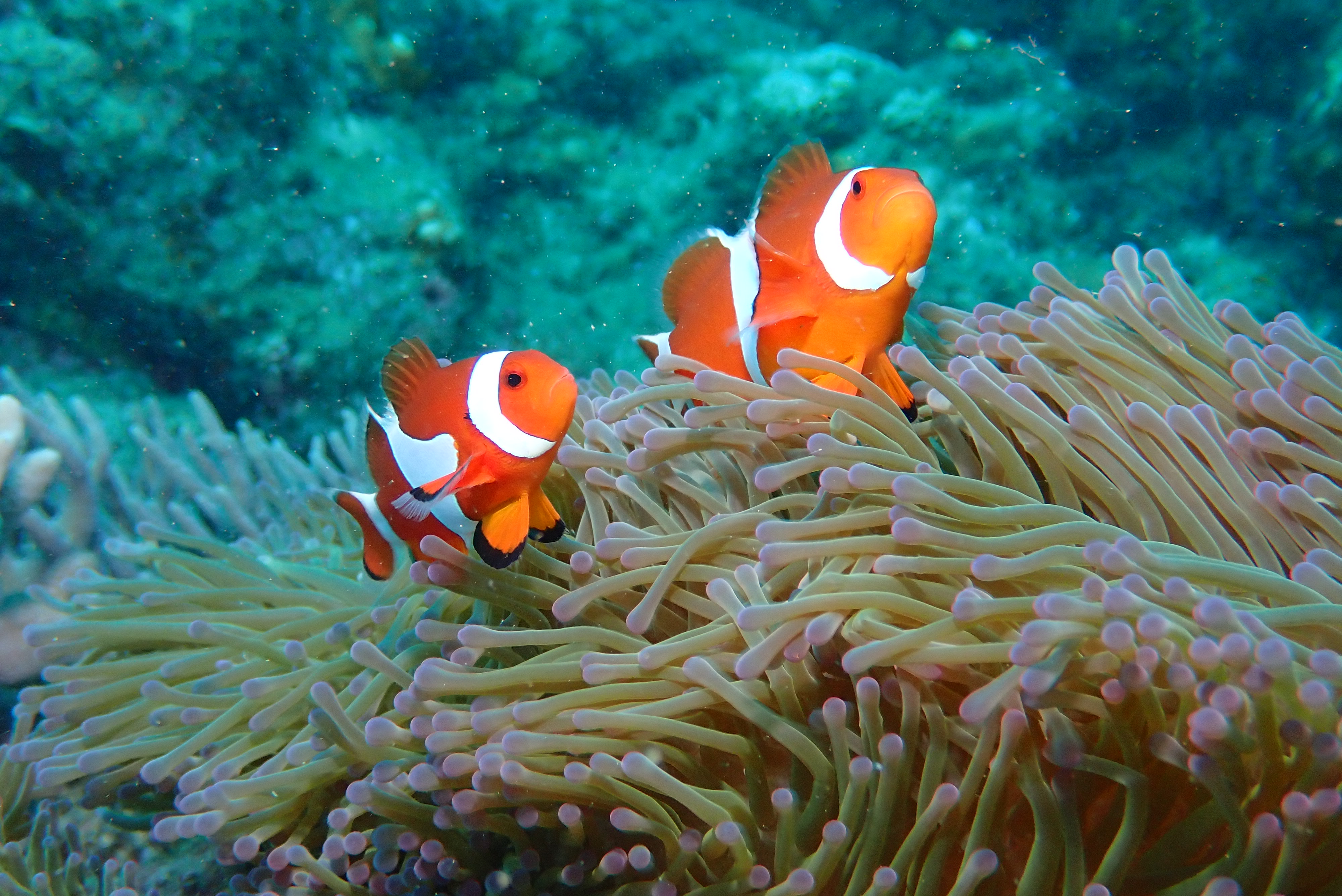 カラフルなサンゴや魚がたくさん