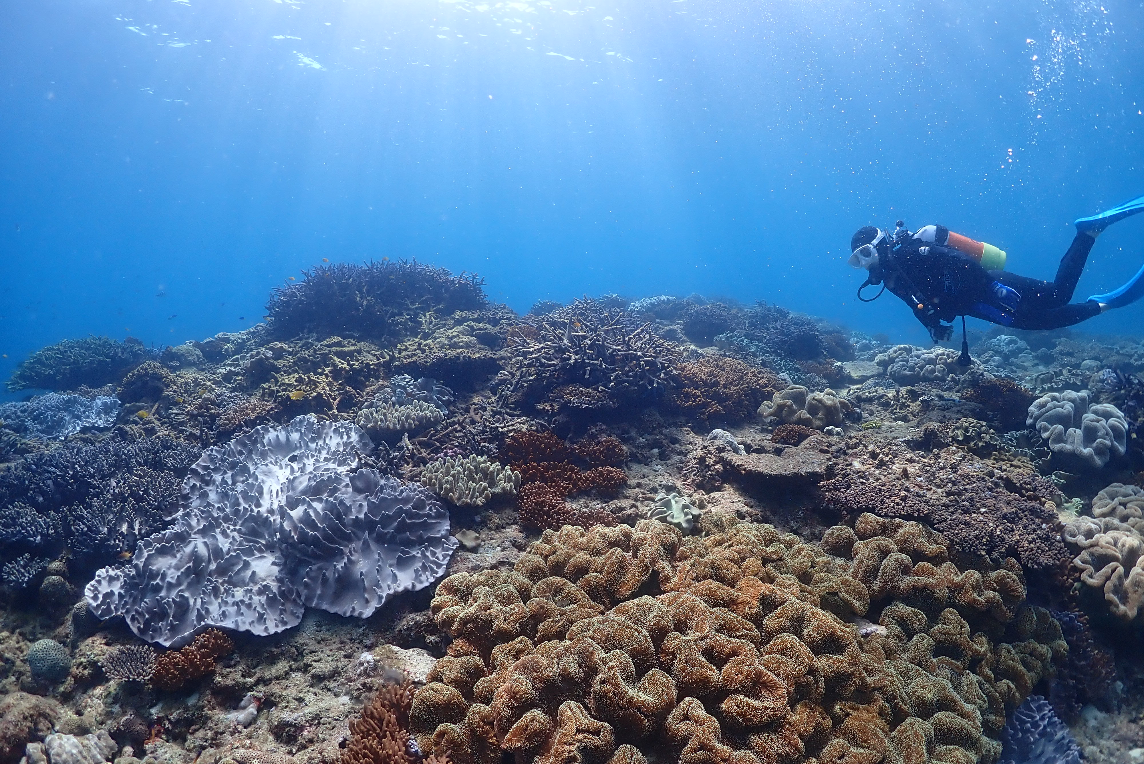カラフルなサンゴや魚がたくさん