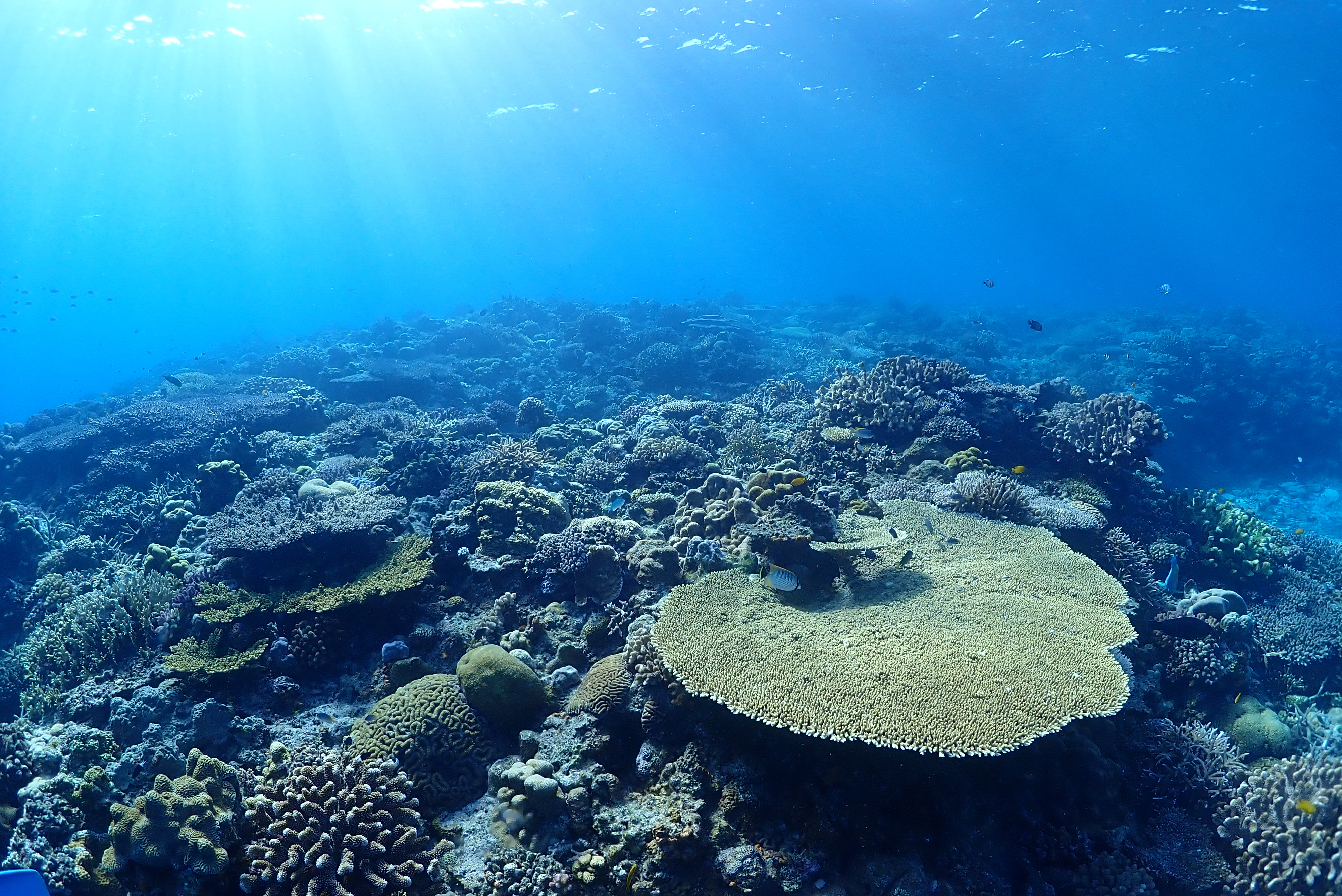 カラフルなサンゴや魚がたくさん