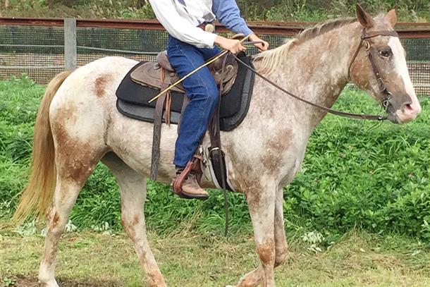 カウボーイ気分で乗馬を楽しもう♪