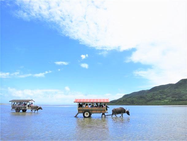 情緒あふれる由布島・水牛車。