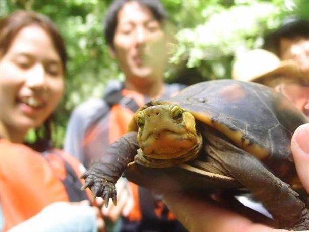 天然記念物の「セマルハコガメ」