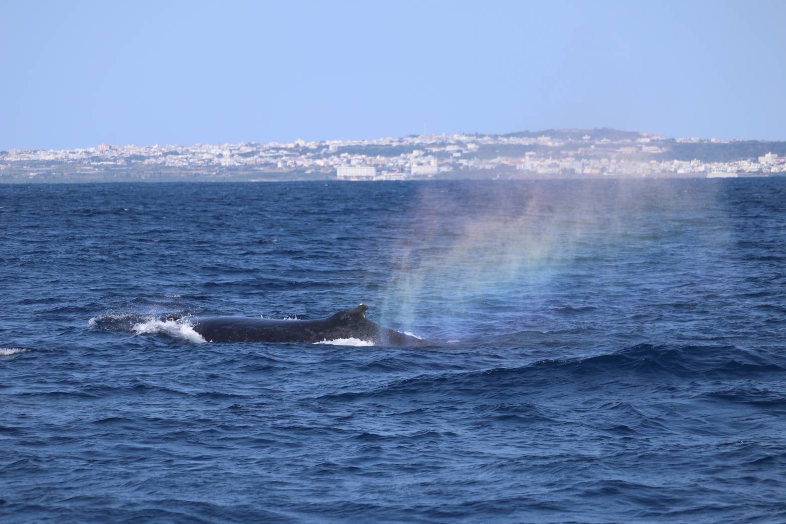 間近で見れたらラッキー！レインボーブロー