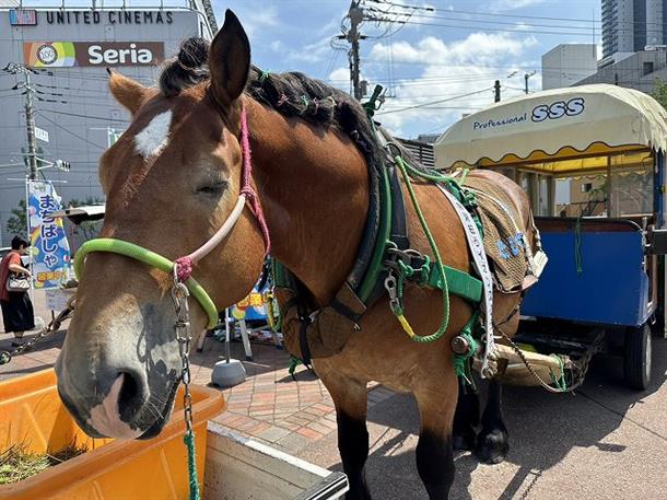 札幌の街中を馬車でお散歩♪