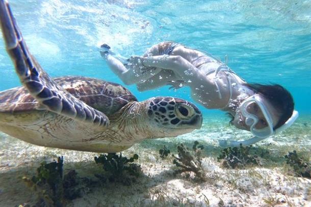 ウミガメと一緒に泳げば大感動間違いなし★