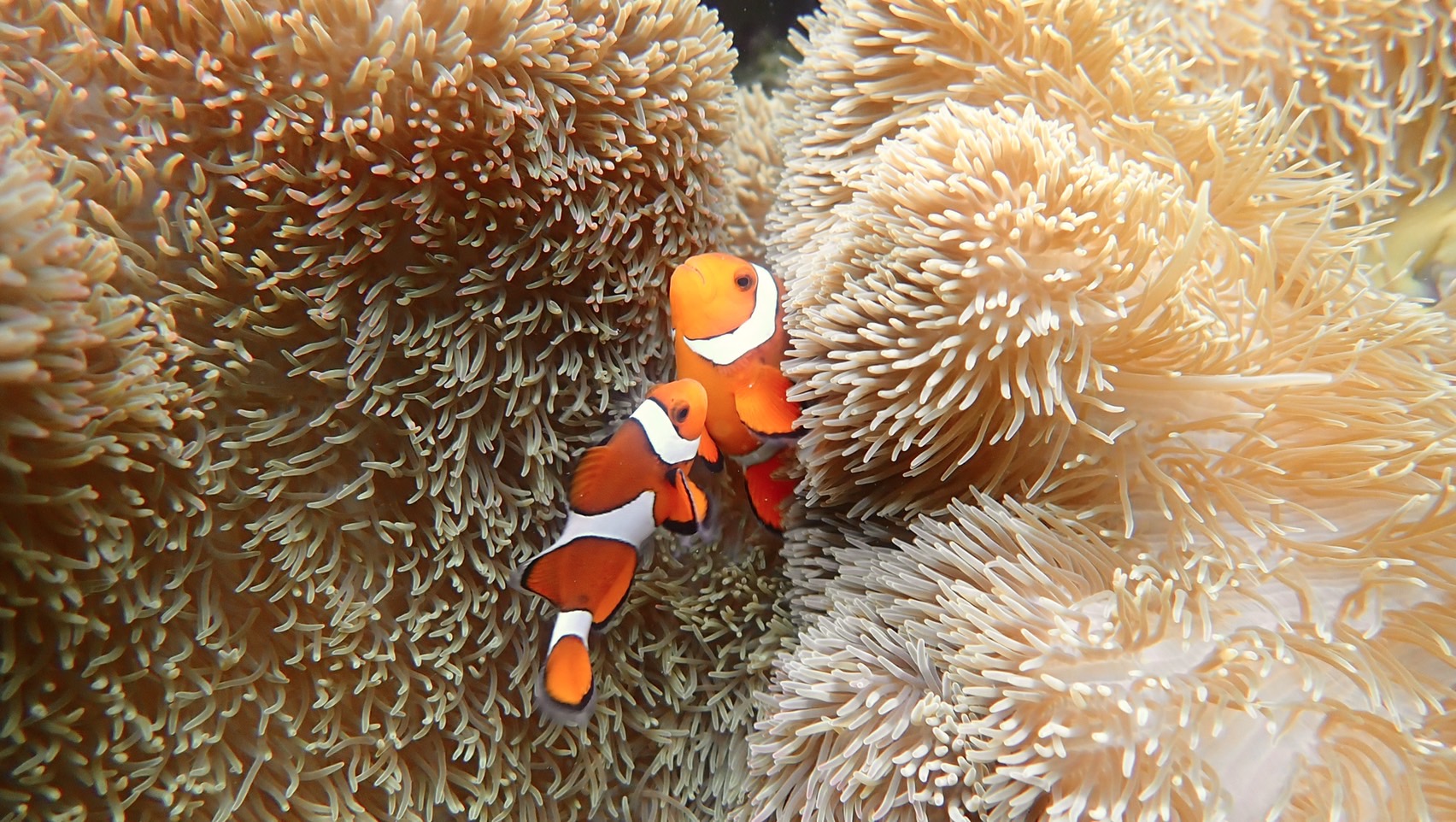 人気の熱帯魚クマノミにも出会えるかも！