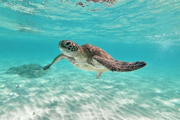 ウミガメをよく観察すると面白い発見？！