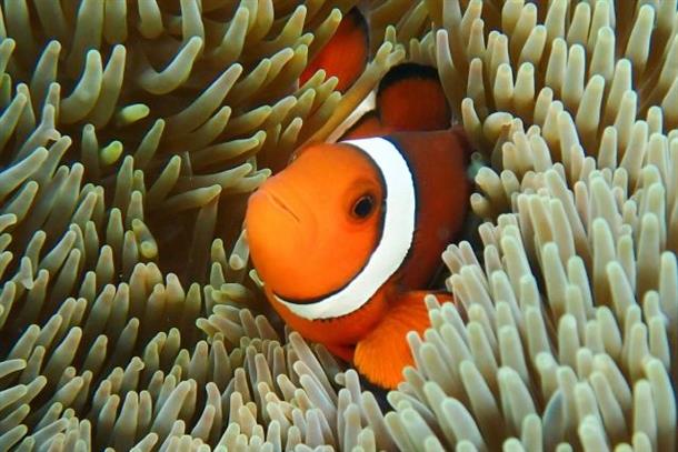 人気の熱帯魚クマノミにも出会えるかも！