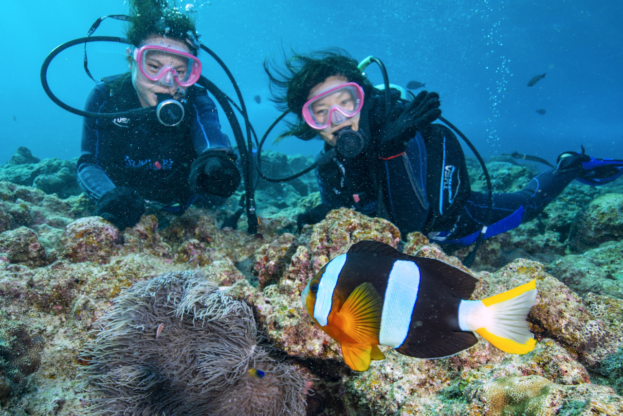 可愛いクマノミにも会えるかも！