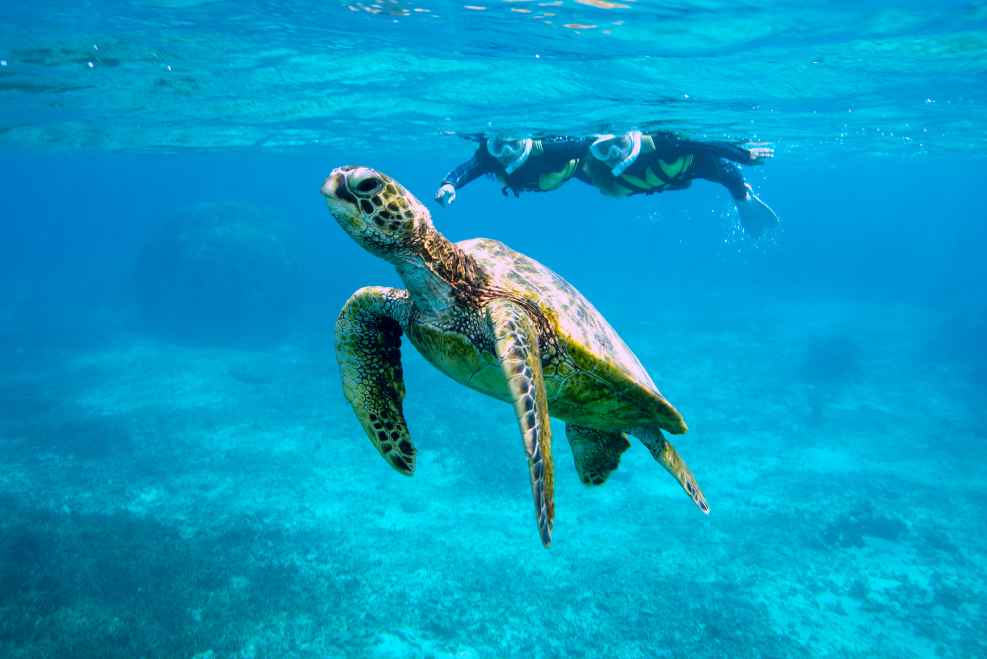 2025年の遭遇率100％（438回）