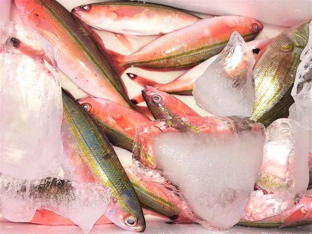 沖縄の県魚「グルクン」も大漁！
