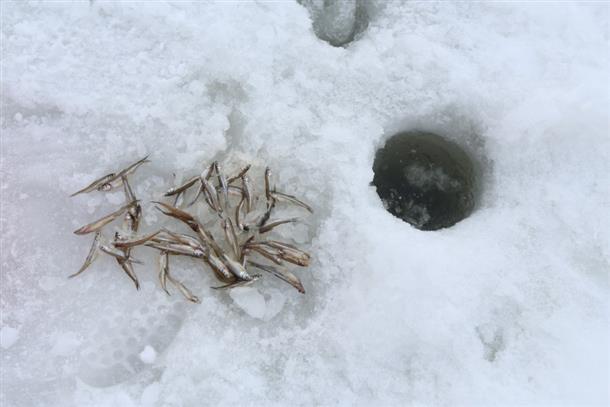 大量に釣れることも！