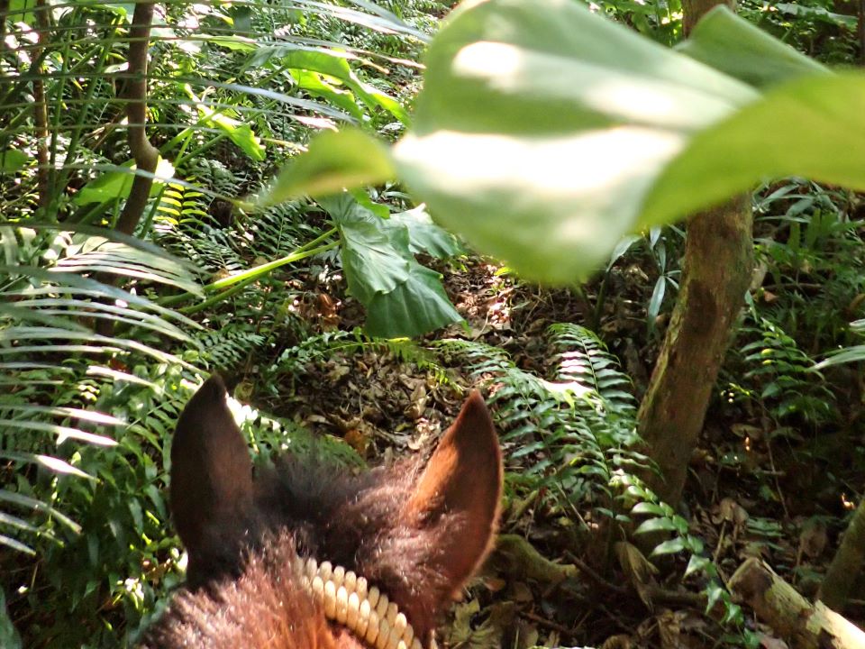 珍しい大きい葉っぱや植物にも出会える♪