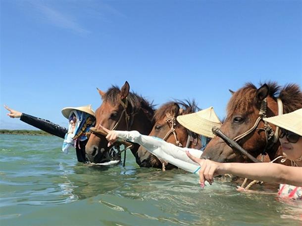 与那国馬と一緒に海水浴♪