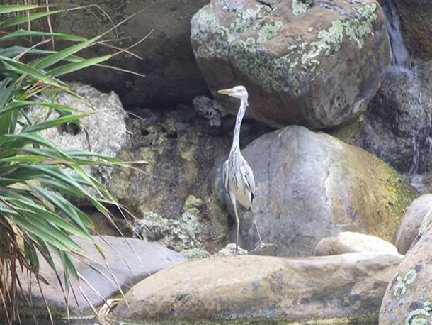 様々な生き物にも出会えるかも