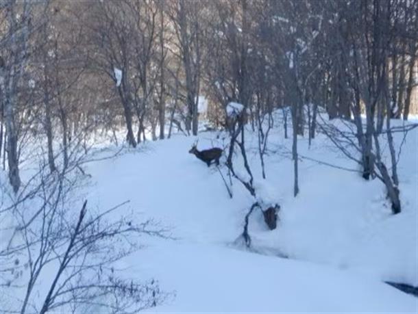 野生動物に会えるかも！？