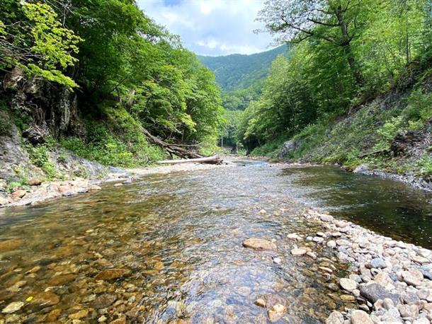 夏ならではの川のせせらぎが聞こえる