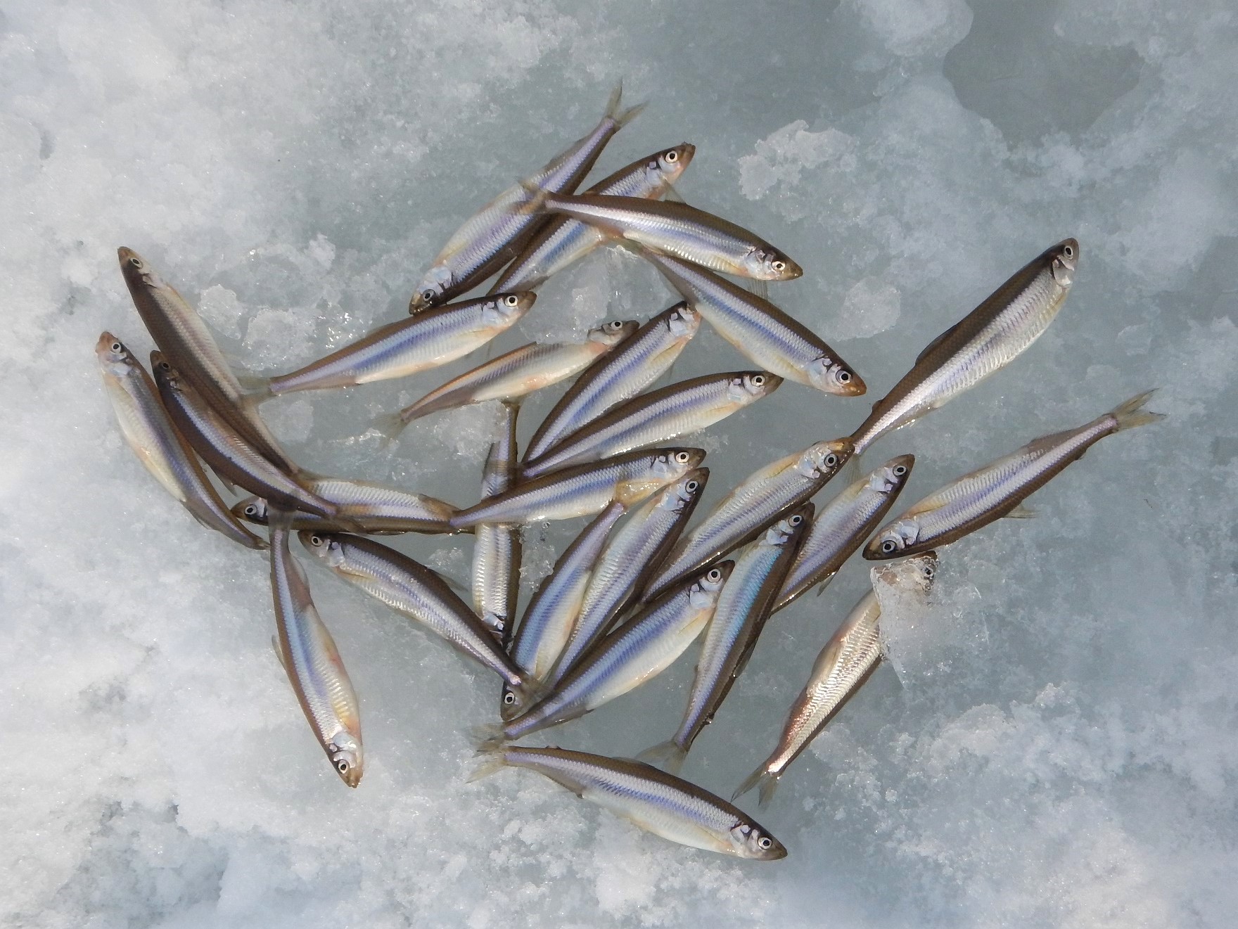 綺麗な湖水で育った魚はとても美味！