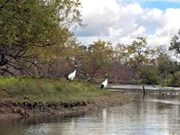 タンチョウに出会えることも♪