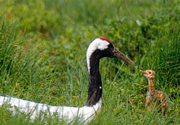 タンチョウ(孵化)