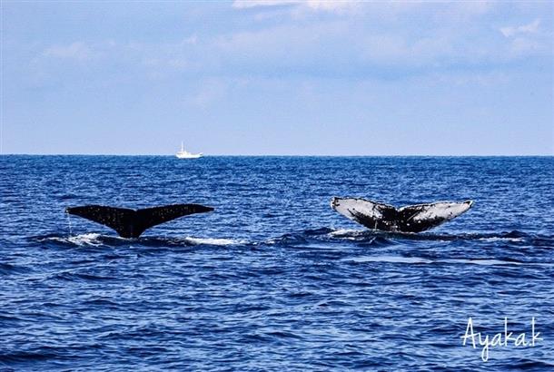 冬季限定のホエールウォッチングツアー