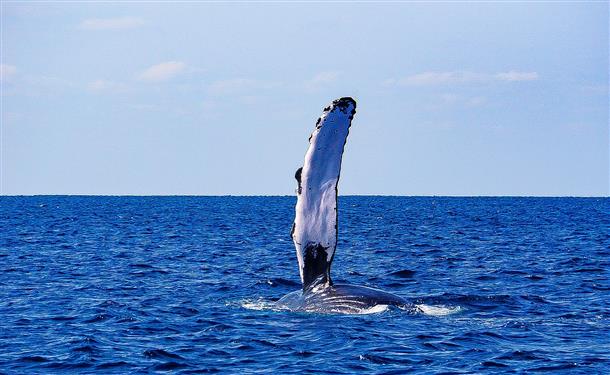 感動まちがいなしの大型クジラ
